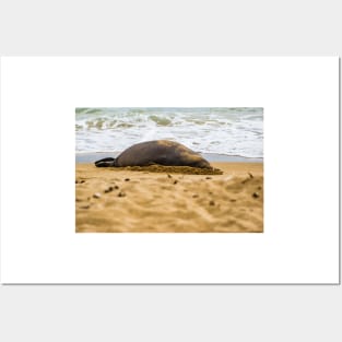 Monk seal Posters and Art